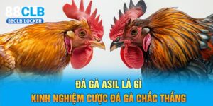 Đá Gà Asil Là Gì - Kinh Nghiệm Cược Đá Gà Chắc Thắng