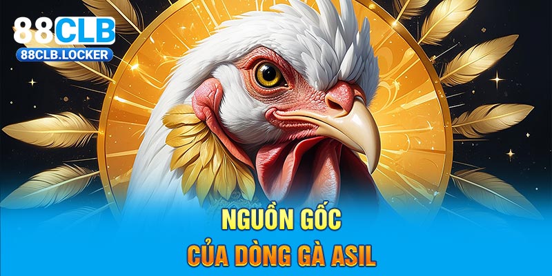 Nguồn gốc của dòng gà Asil