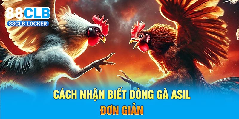 Cách nhận biết dòng gà asil đơn giản 