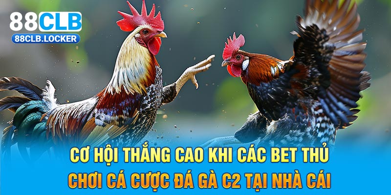 Cơ hội thắng cao khi các bet thủ chơi cá cược đá gà C2 tại nhà cái