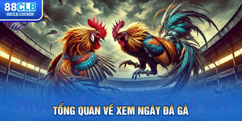 Tổng quan về xem ngày đá gà
