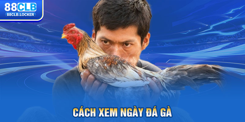 Cách xem ngày đá gà