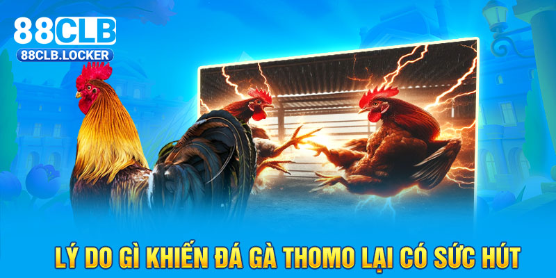 Lý do gì khiến đá gà Thomo lại có sức hút