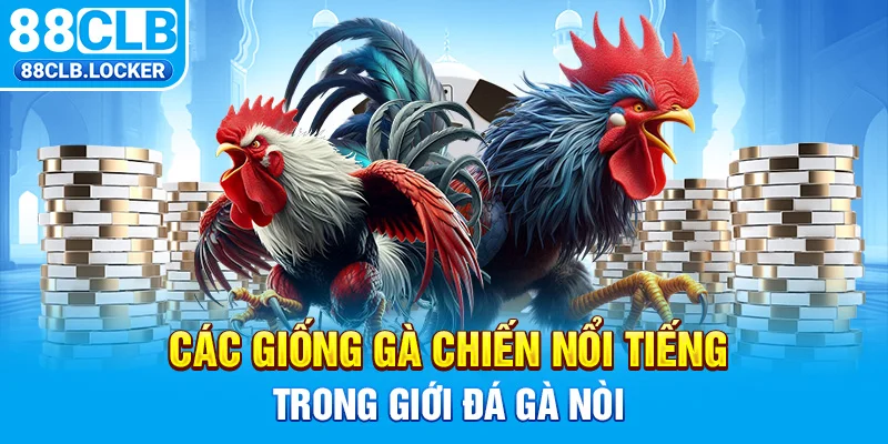 Các giống gà chiến nổi tiếng trong giới đá gà nòi Các giống gà chiến nổi tiếng trong giới đá gà nòi